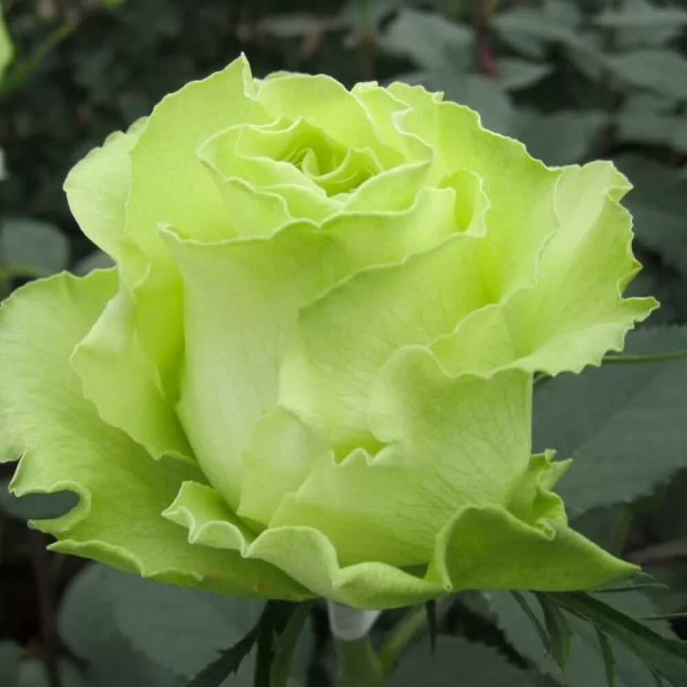 Китайская Зеленая Роза