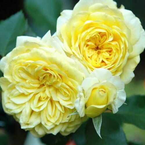 Tete d'Or ( Sunlight Romantica )