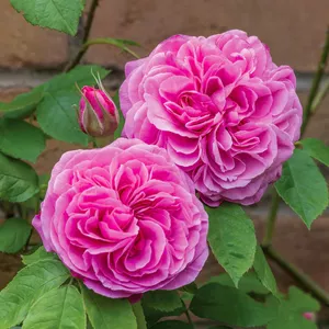 Gertrude Jekyll