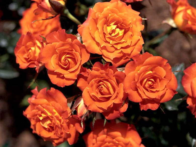 Роза оранж флорибунда фото и описание