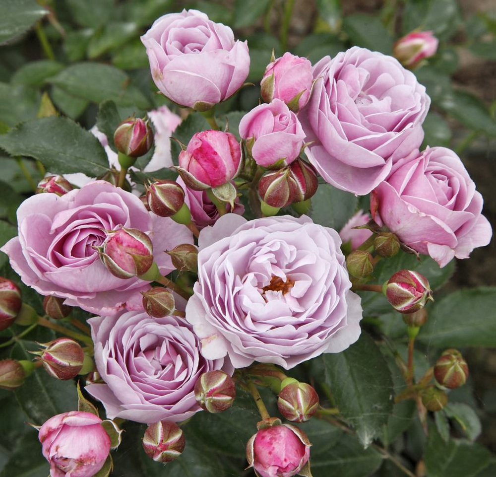 Роза флорибунда Наутика (Rosa floribunda Nautica)